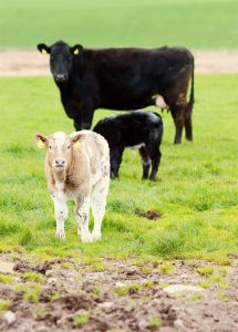 cowstwo