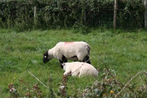 sheep