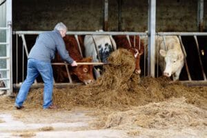 Cows1