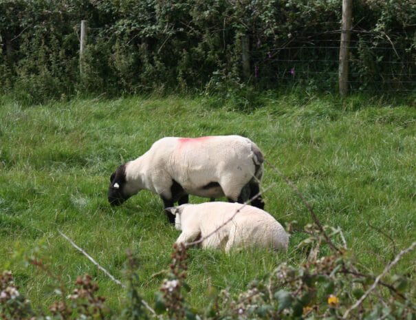 Sheep
