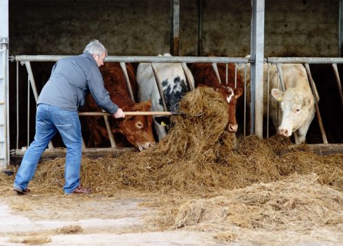 Cows1