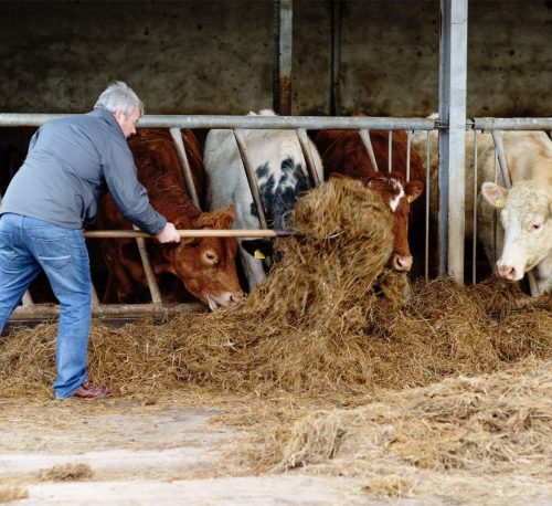 Cows1