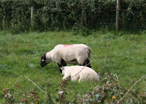 Sheep