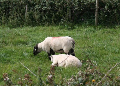 Sheep